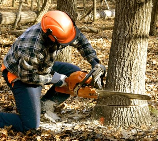 Tree Removal in Oaktown, IN